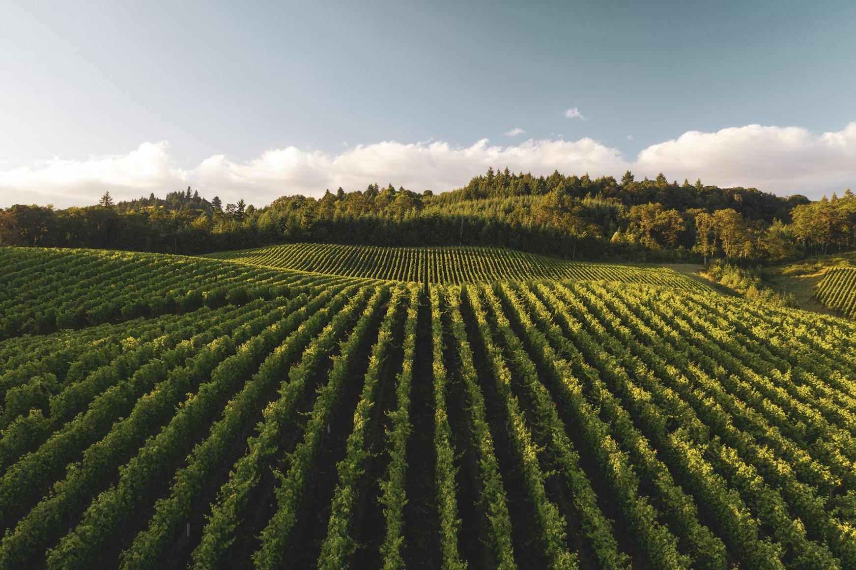 vineyards_slovenia