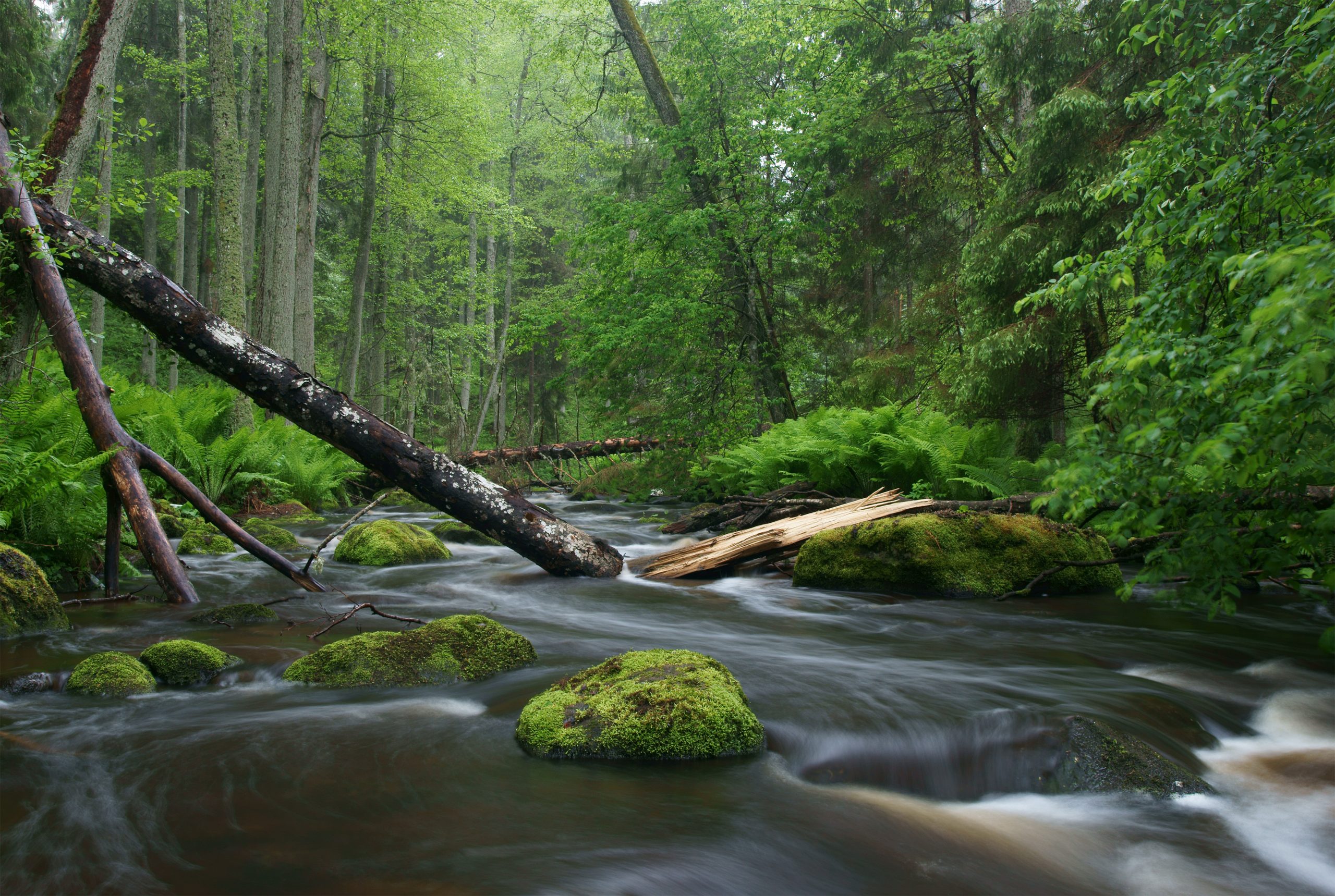 nature_creek
