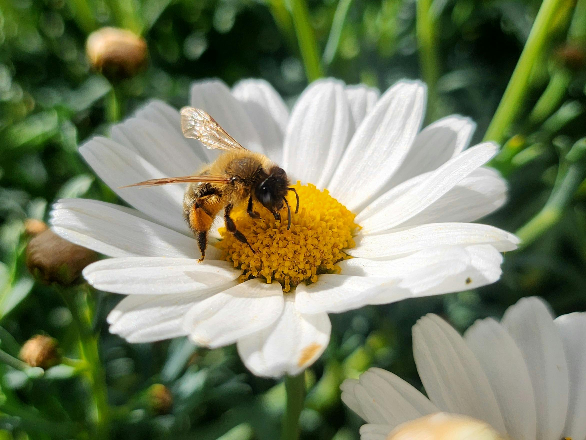 beekeeping